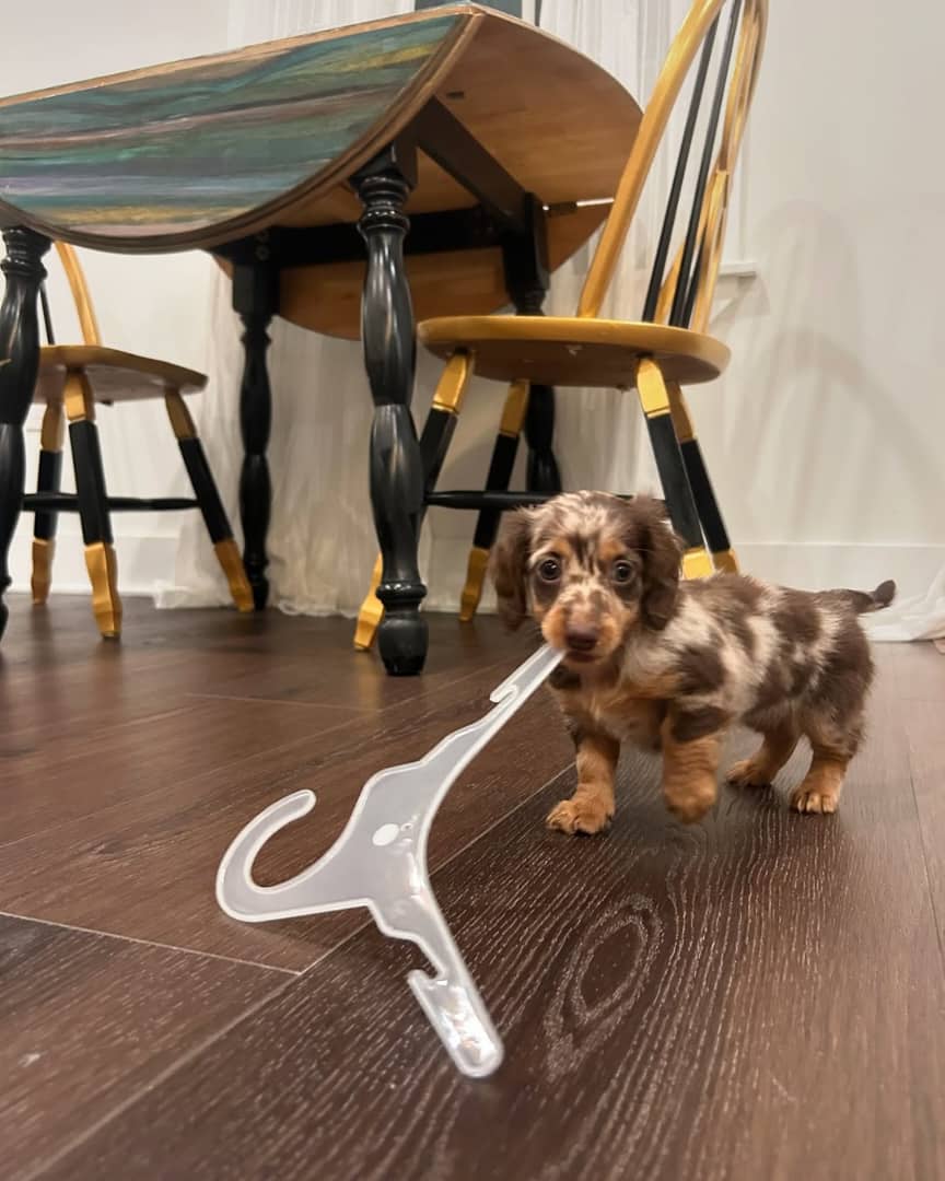 WhatsApp Image 2026-03-20 at 12.39.02 PM (1)