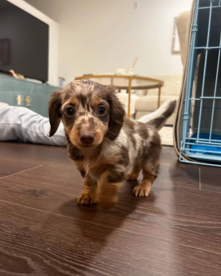 WhatsApp Image 2026-03-20 at 12.39.04 PM (1)