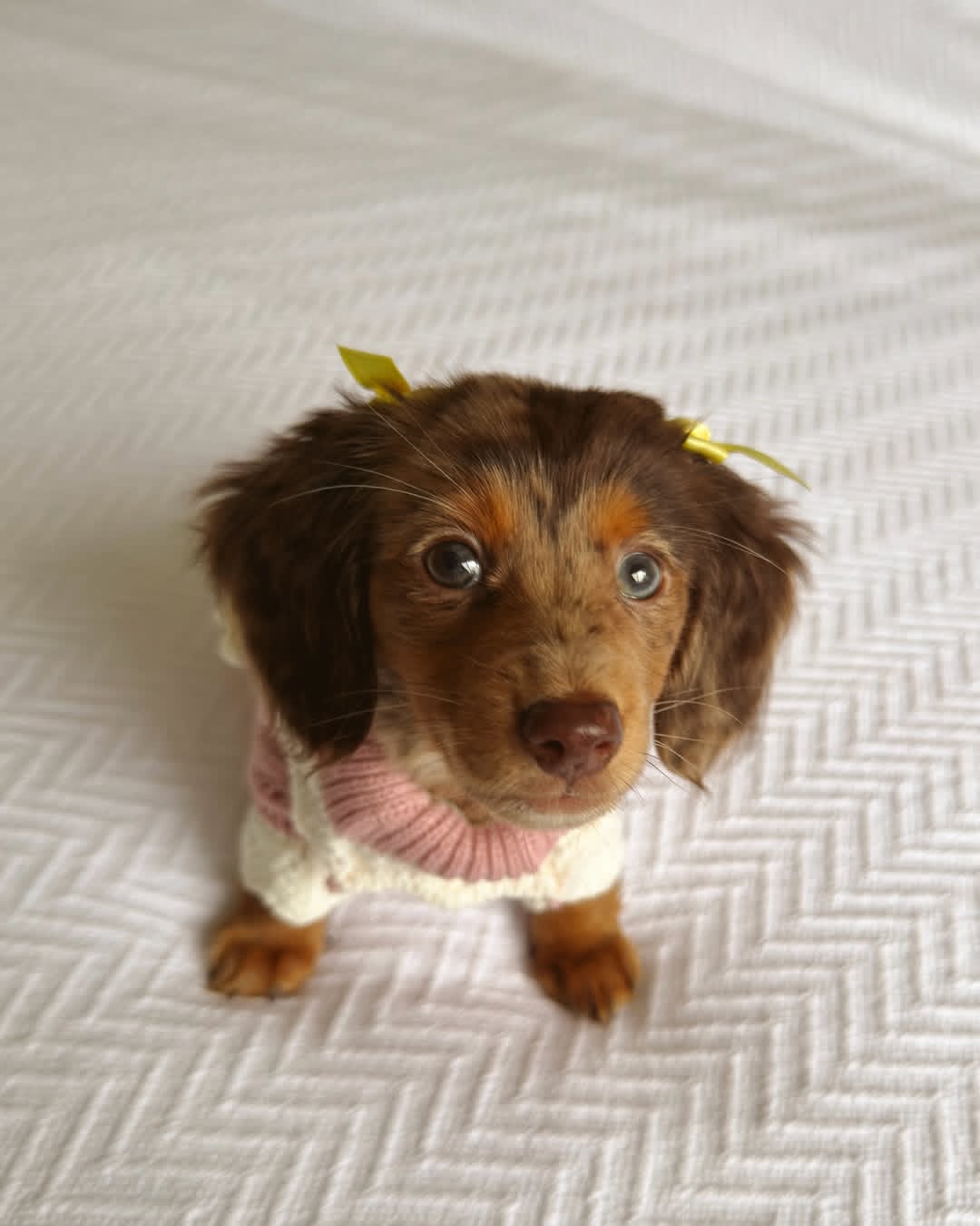 WhatsApp Image 2026-03-20 at 3.50.07 AM