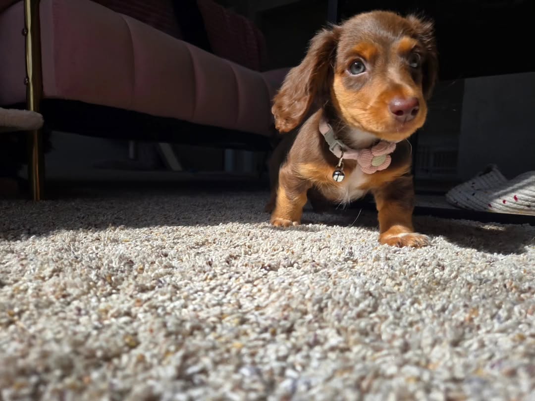 WhatsApp Image 2026-03-20 at 3.50.24 AM