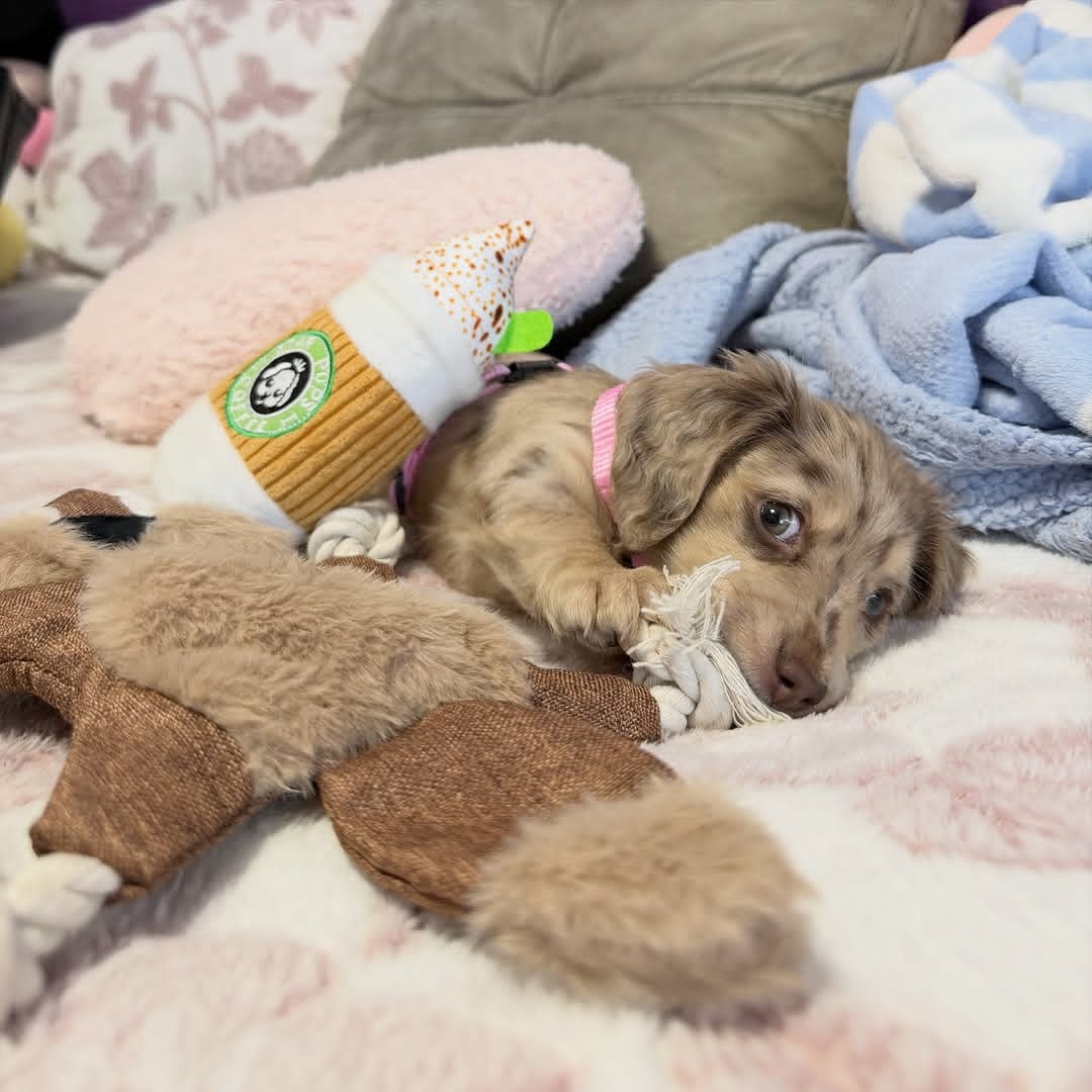 WhatsApp Image 2026-03-20 at 3.50.39 AM