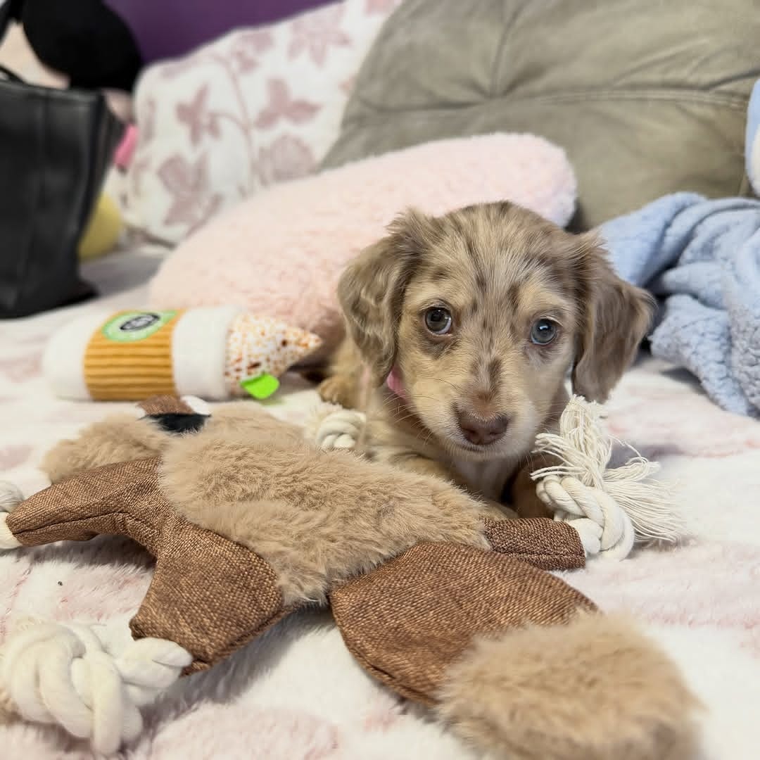 WhatsApp Image 2026-03-20 at 3.50.42 AM