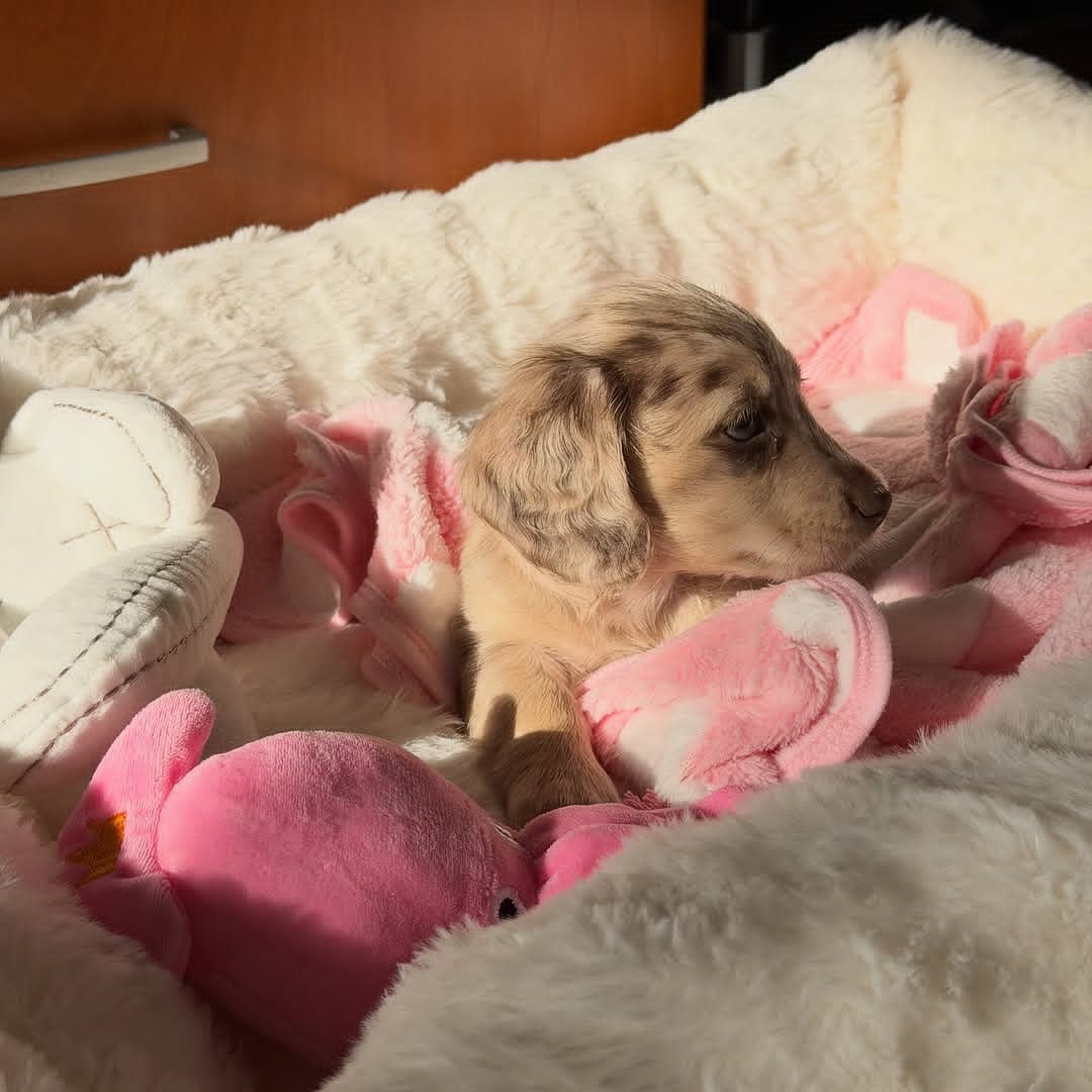 WhatsApp Image 2026-03-20 at 3.50.44 AM