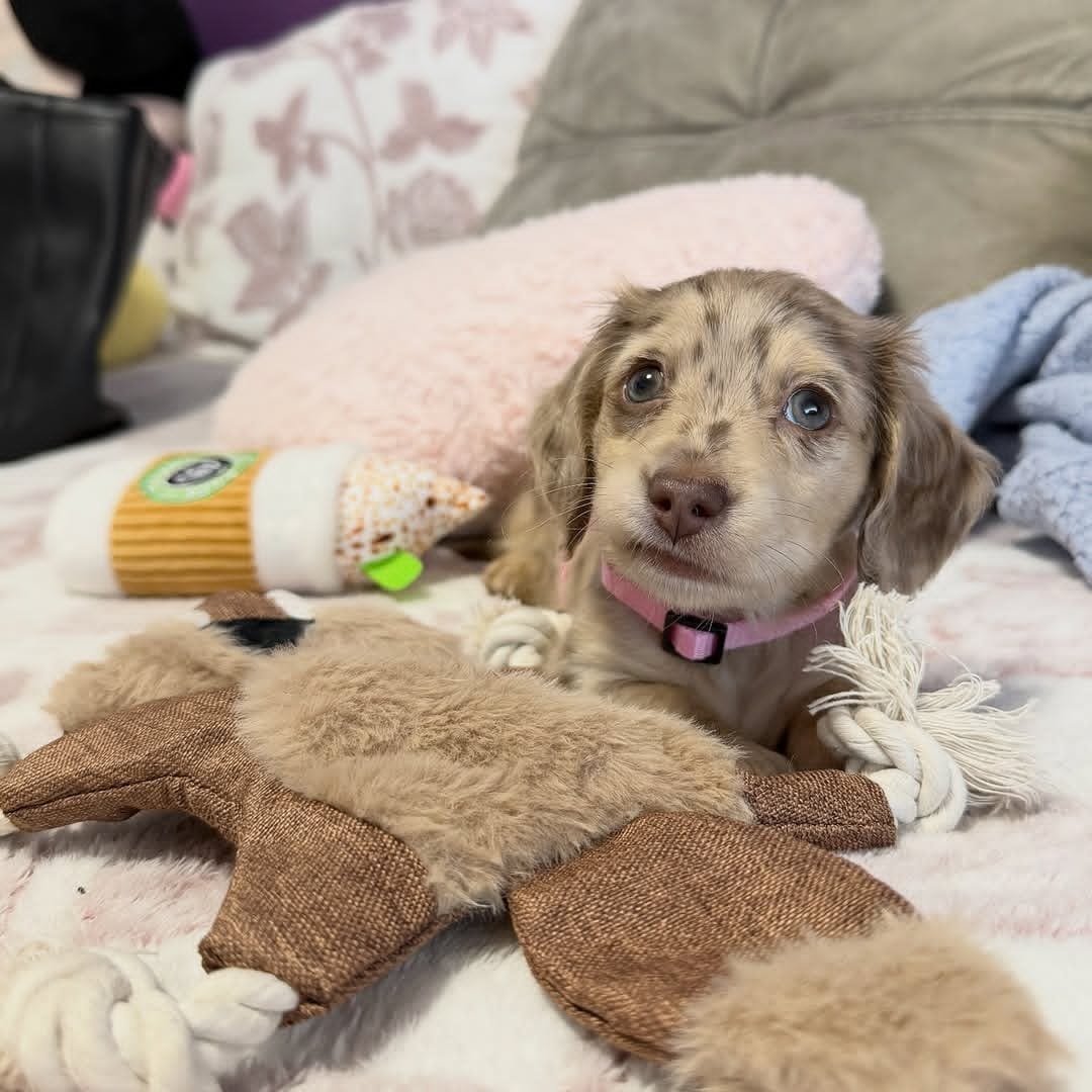 WhatsApp Image 2026-03-20 at 3.50.45 AM