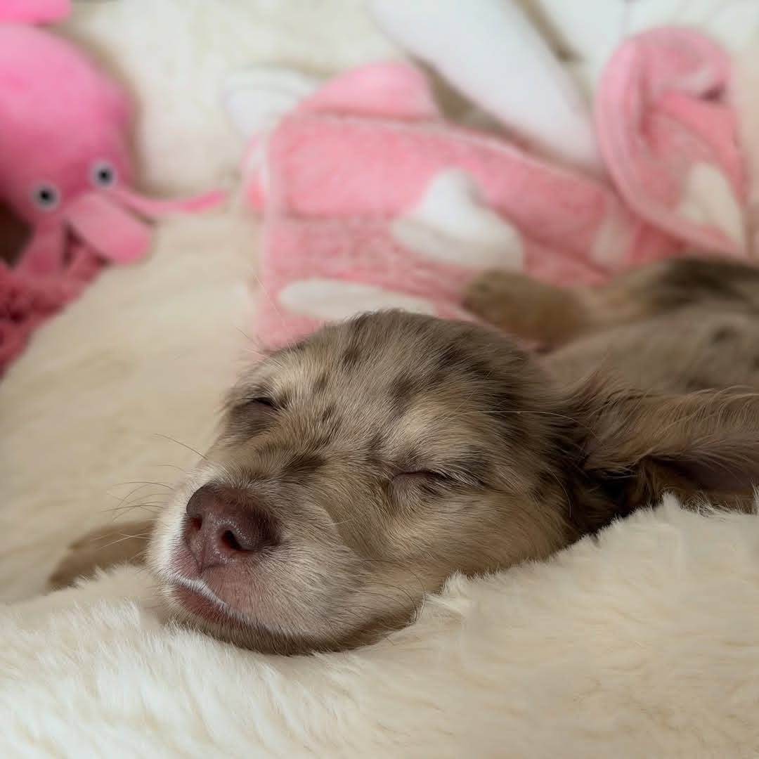 WhatsApp Image 2026-03-20 at 3.50.46 AM