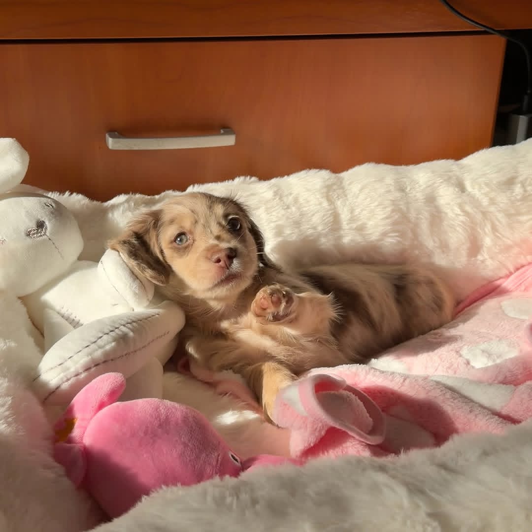 WhatsApp Image 2026-03-20 at 3.50.50 AM