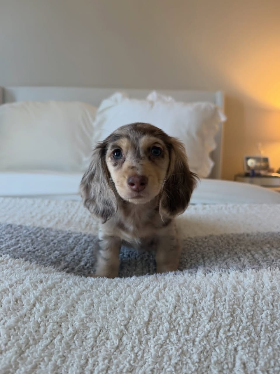 WhatsApp Image 2026-03-20 at 3.50.59 AM (2)