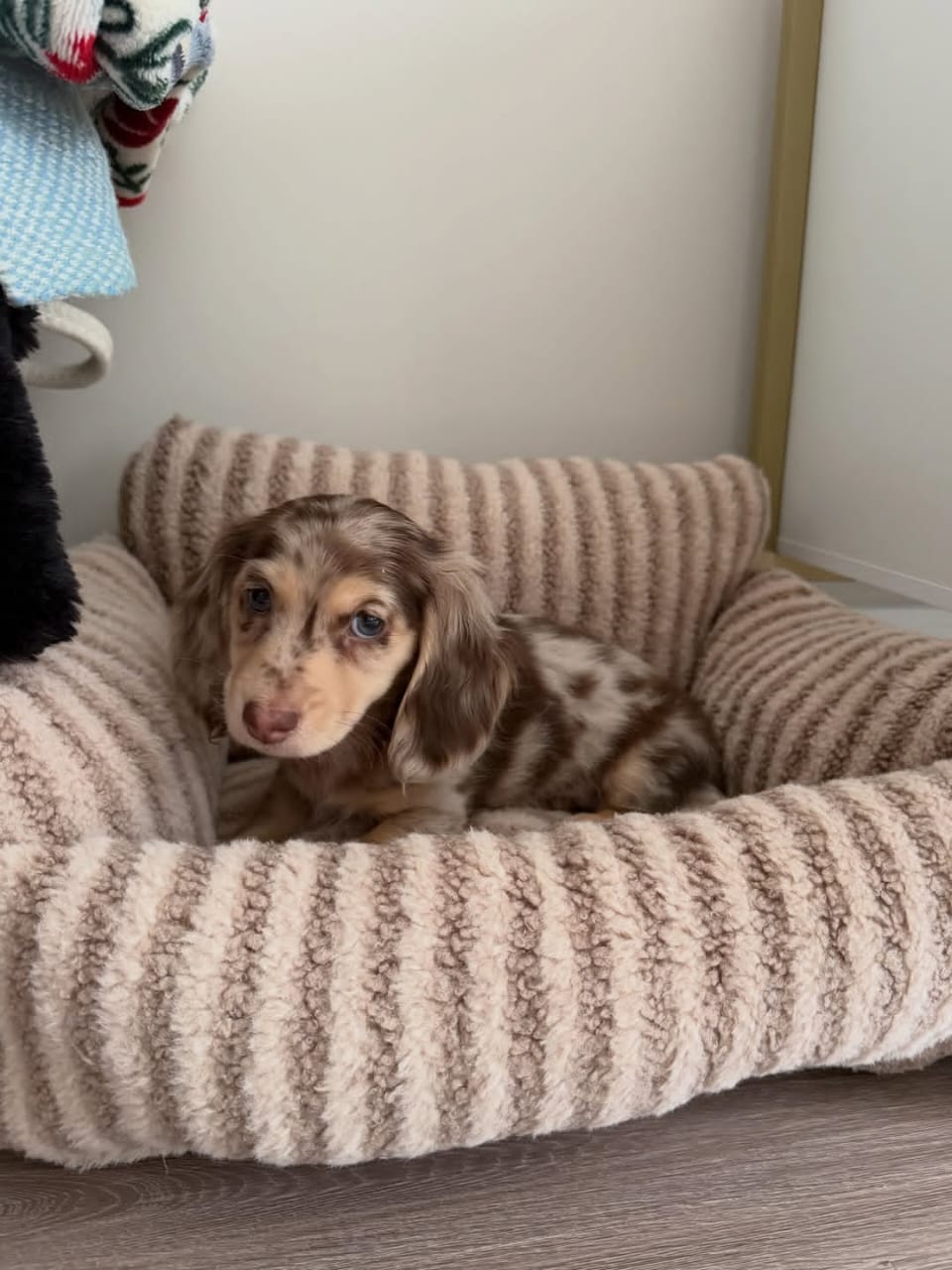 WhatsApp Image 2026-03-20 at 3.51.06 AM