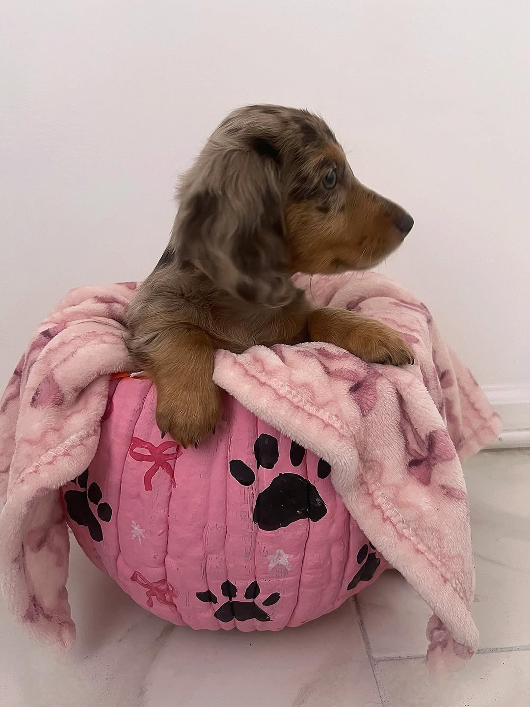 WhatsApp Image 2026-03-20 at 3.51.25 AM (1)