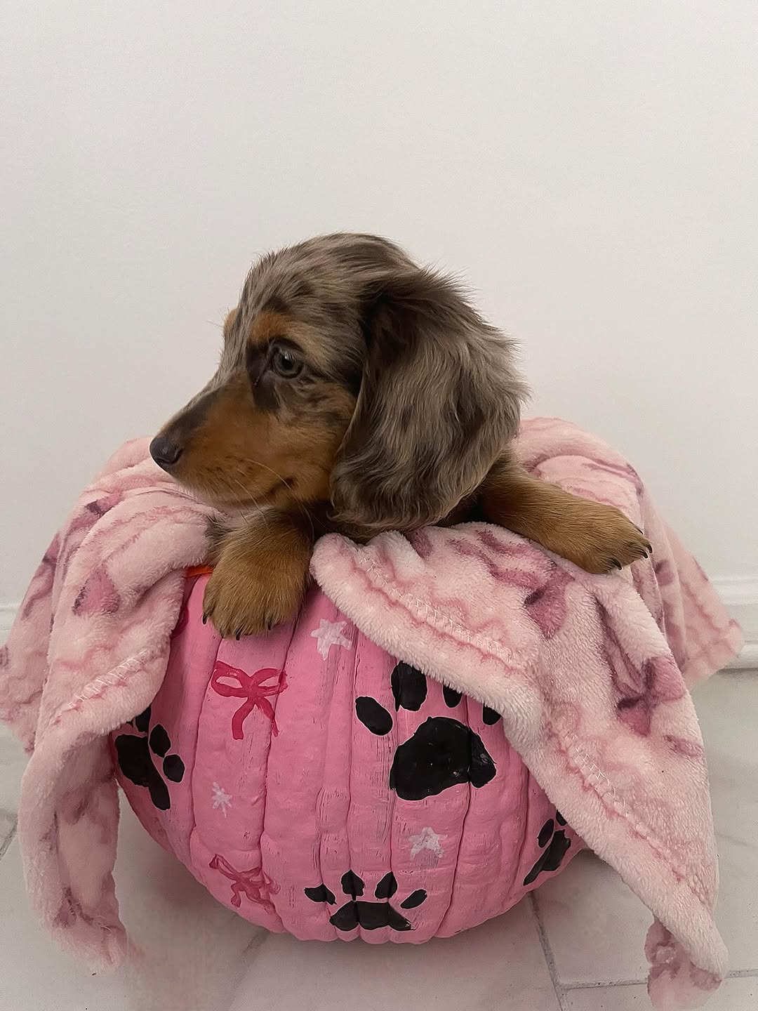 WhatsApp Image 2026-03-20 at 3.51.25 AM