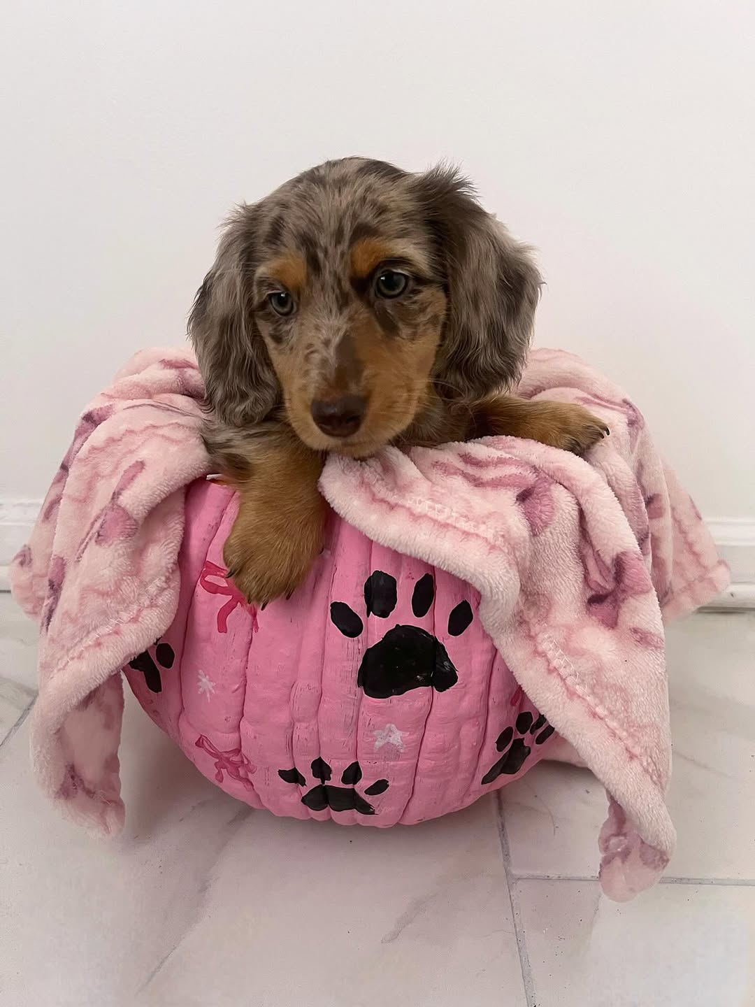 WhatsApp Image 2026-03-20 at 3.51.27 AM