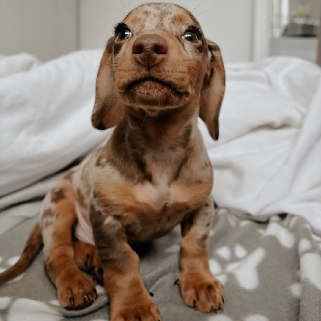 WhatsApp Image 2026-03-20 at 3.55.03 AM