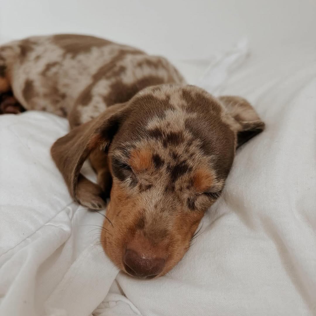 WhatsApp Image 2026-03-20 at 3.55.04 AM