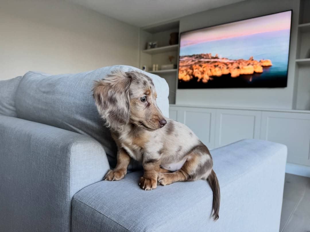 WhatsApp Image 2026-03-20 at 3.55.12 AM