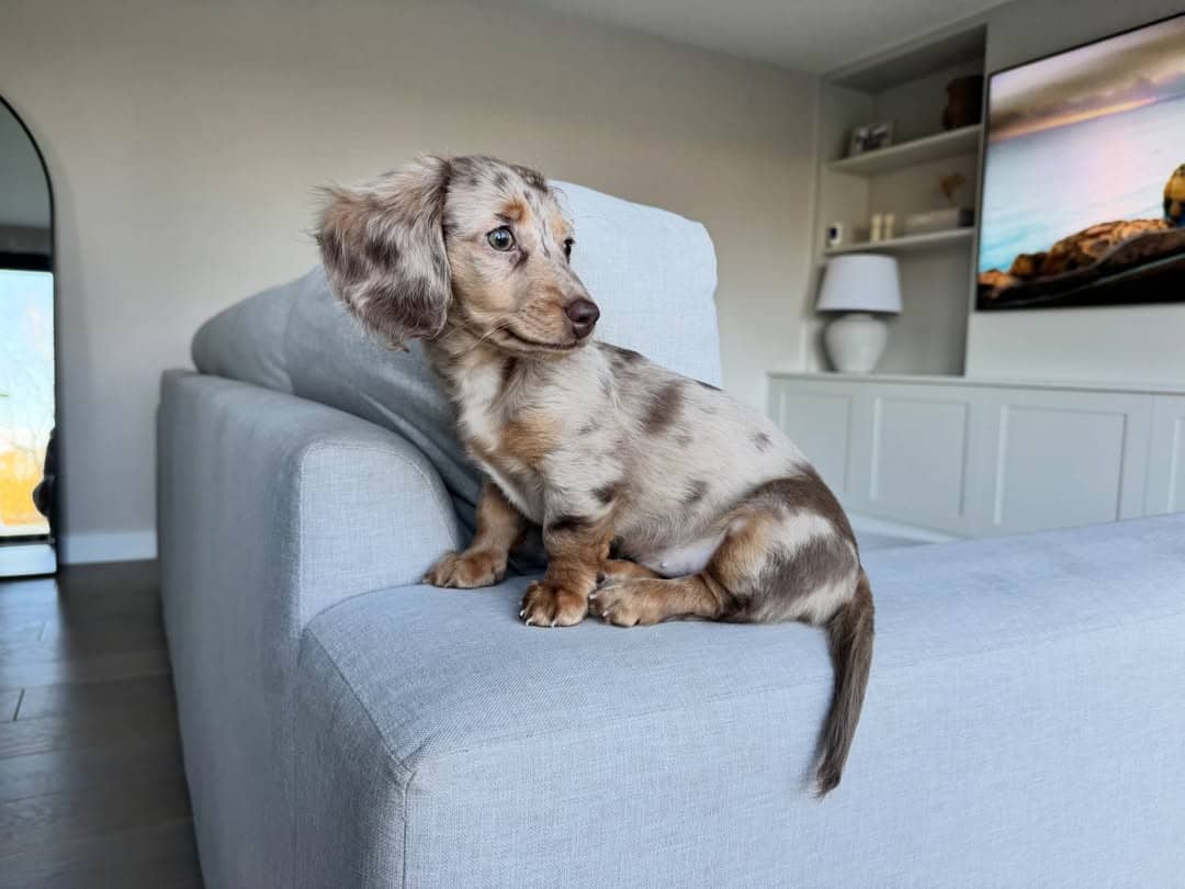 WhatsApp Image 2026-03-20 at 3.55.40 AM