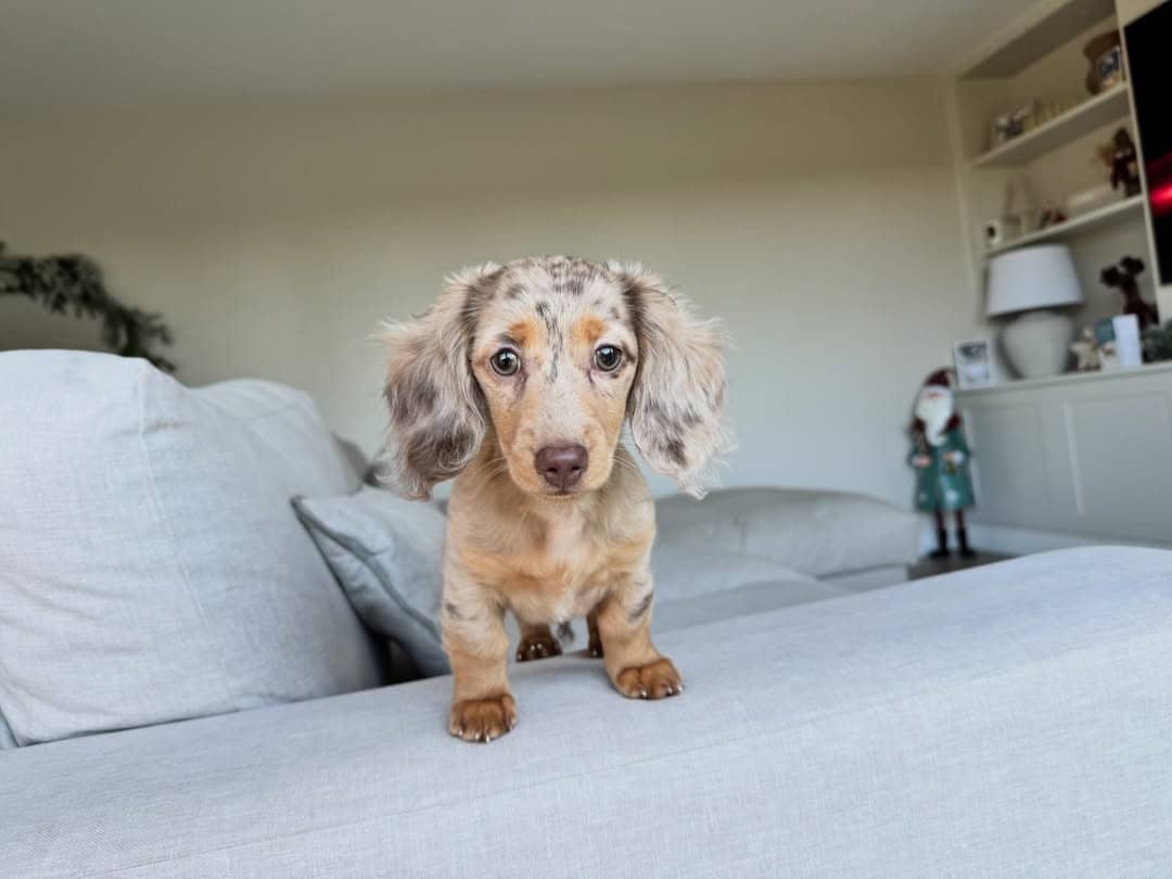 WhatsApp Image 2026-03-20 at 3.55.41 AM (1)