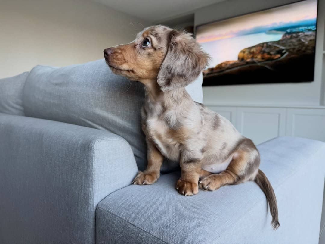 WhatsApp Image 2026-03-20 at 3.55.41 AM