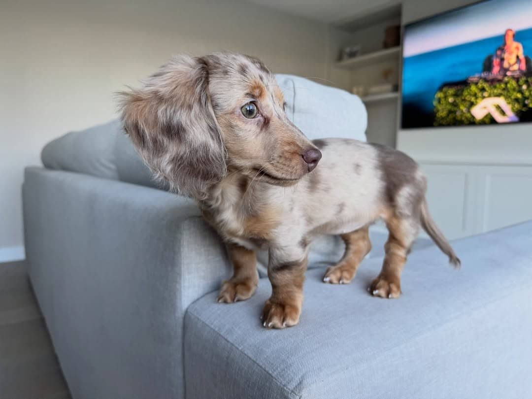 WhatsApp Image 2026-03-20 at 3.55.42 AM