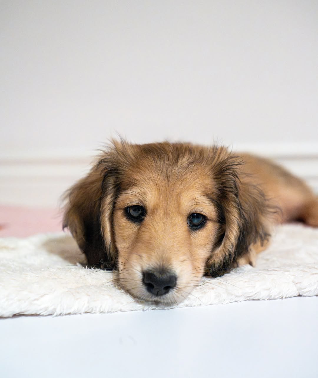 WhatsApp Image 2026-03-20 at 3.55.46 AM