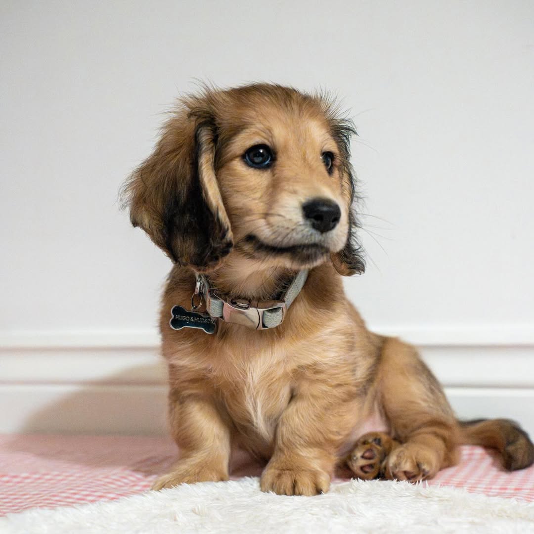 WhatsApp Image 2026-03-20 at 3.55.47 AM